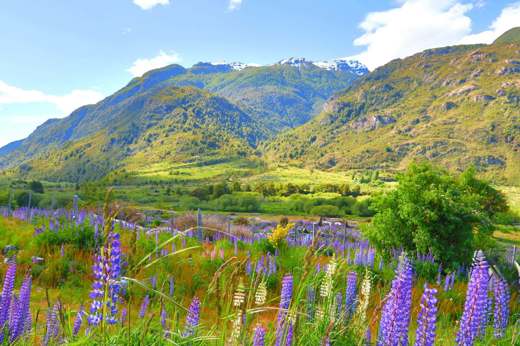 Colorful lupines bloom across a lush valley along the Carretera Austral in Chilean Patagonia. 