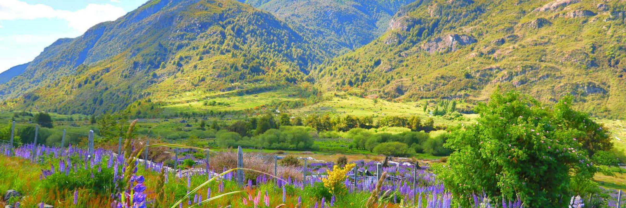 Colorful lupines bloom across a lush valley along the Carretera Austral in Chilean Patagonia. 