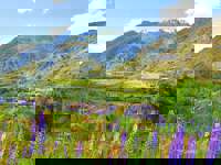 Colorful lupines bloom across a lush valley along the Carretera Austral in Chilean Patagonia. 