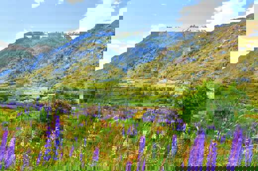 Colorful lupines bloom across a lush valley along the Carretera Austral in Chilean Patagonia. 