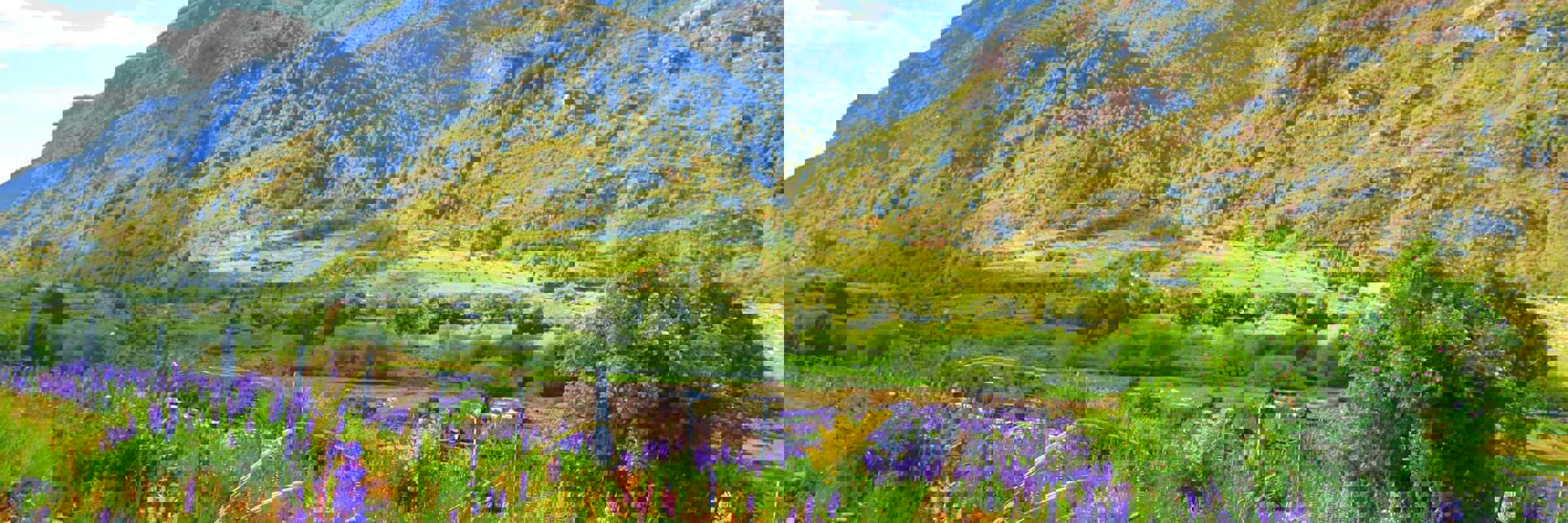 Colorful lupines bloom across a lush valley along the Carretera Austral in Chilean Patagonia. 