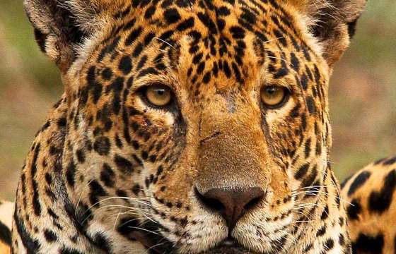 Close-up of a jaguar in Brazil's Pantanal, showcasing its striking golden coat and intense gaze. 