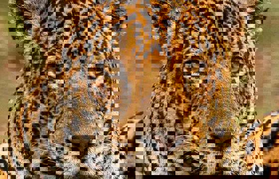 Close-up of a jaguar in Brazil's Pantanal, showcasing its striking golden coat and intense gaze. 