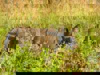  Kaziranga