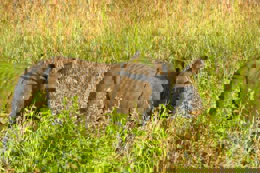  Kaziranga