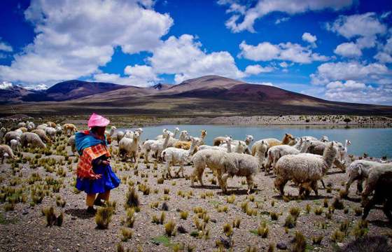 Sheep graze across the Andean Altiplano under vivid skies in South America. 