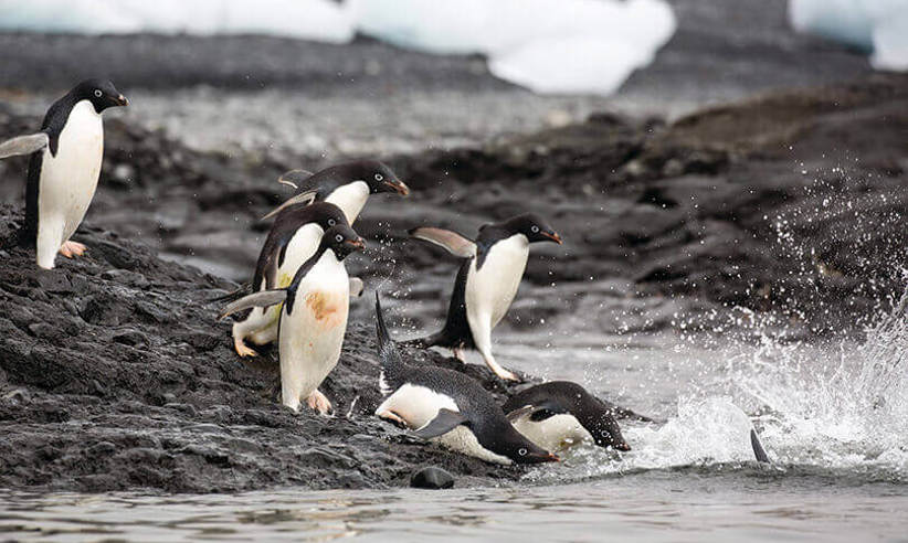 Pingouins Adelie en Antarctique