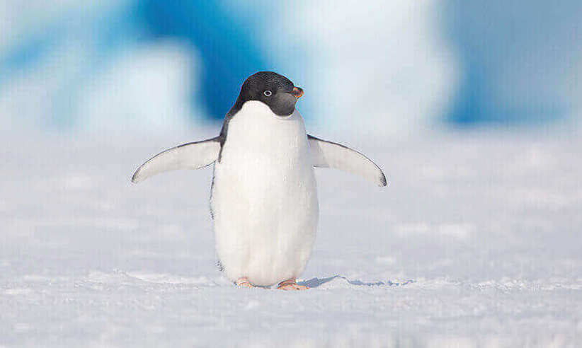 Pingouin en Antarctique
