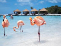Aruba