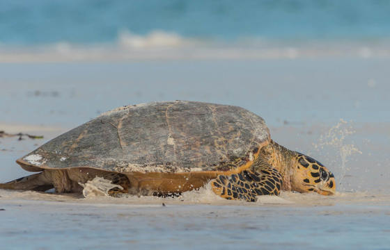 Tortue Luth