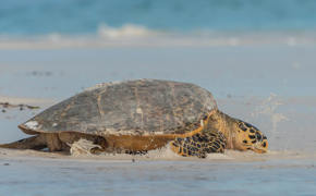 Tortue Luth