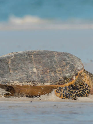 Tortue Luth