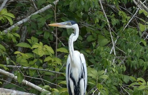 Cocoi Heron (1)