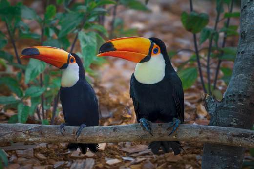 Toucan Honduras