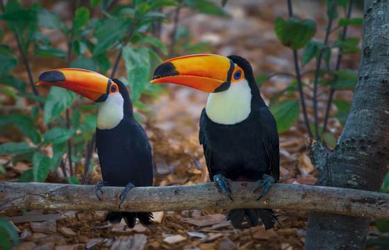 Toucan Honduras