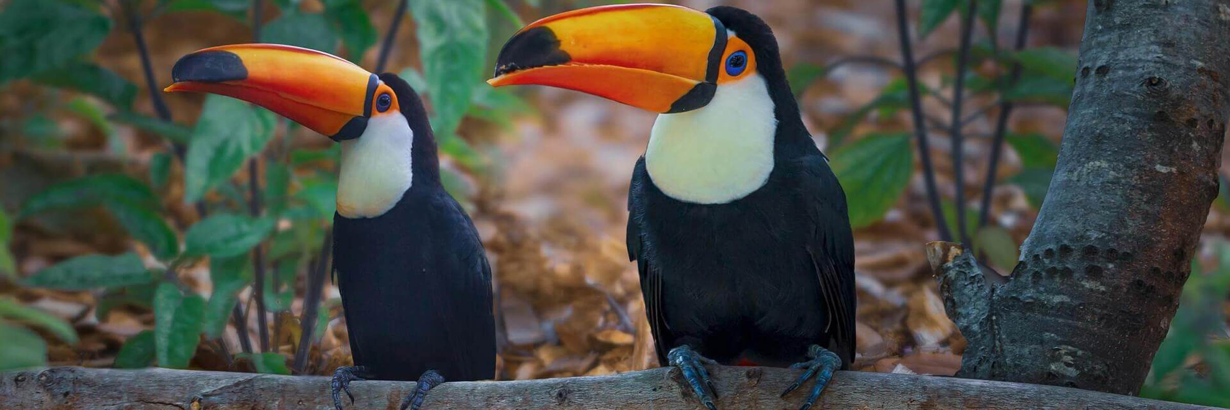 Toucan Honduras