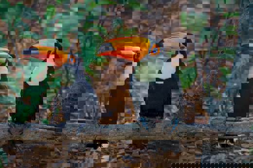 Toucan Honduras