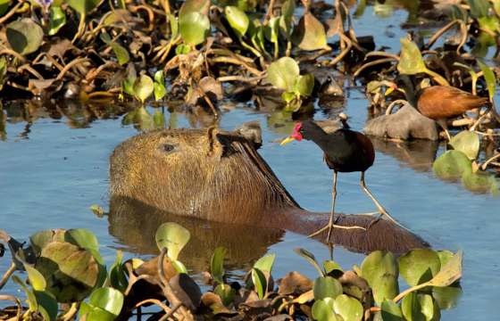 Capybara