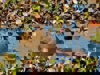 Capybara