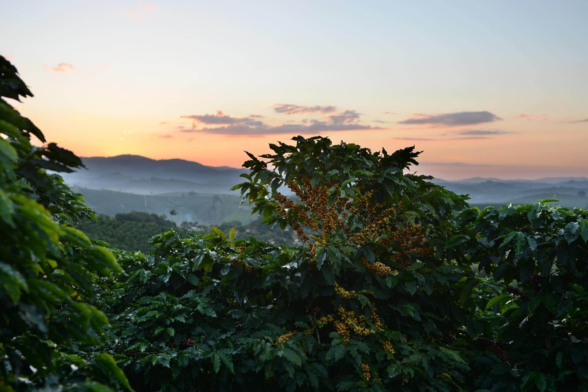 Coffee Plantation