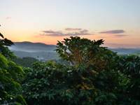Coffee Plantation