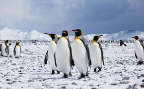 (C)Fotohannekedallmeijer Veda 091111 232 KINGPENGUINS 1