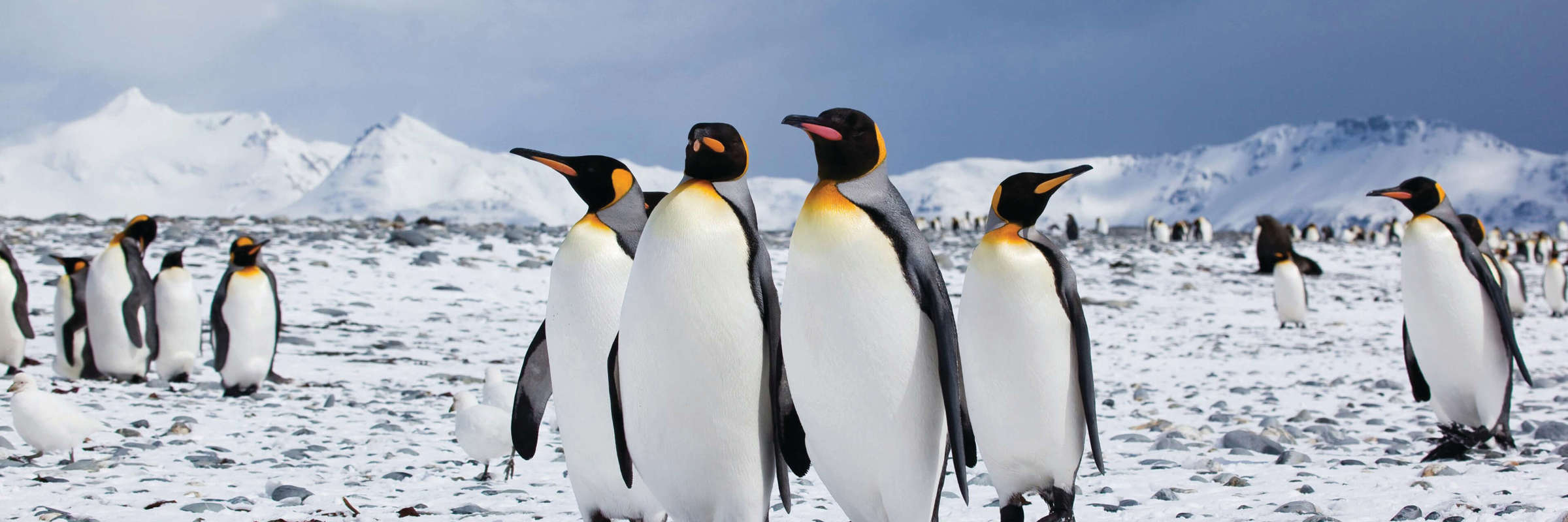 (C)Fotohannekedallmeijer Veda 091111 232 KINGPENGUINS 1