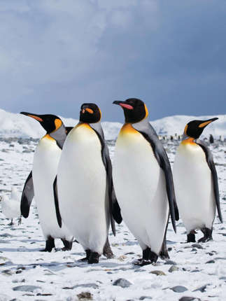 (C)Fotohannekedallmeijer Veda 091111 232 KINGPENGUINS 1