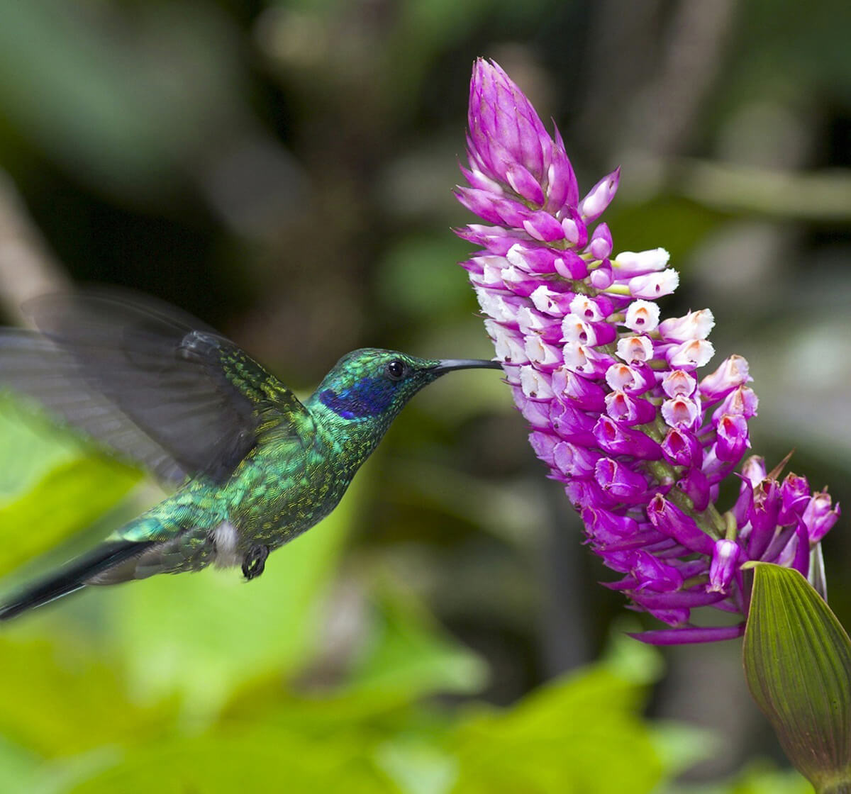 Monteverde