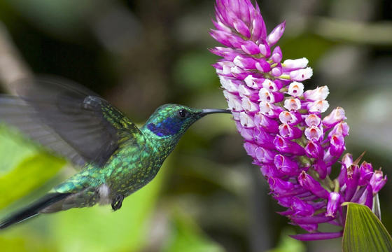 Monteverde