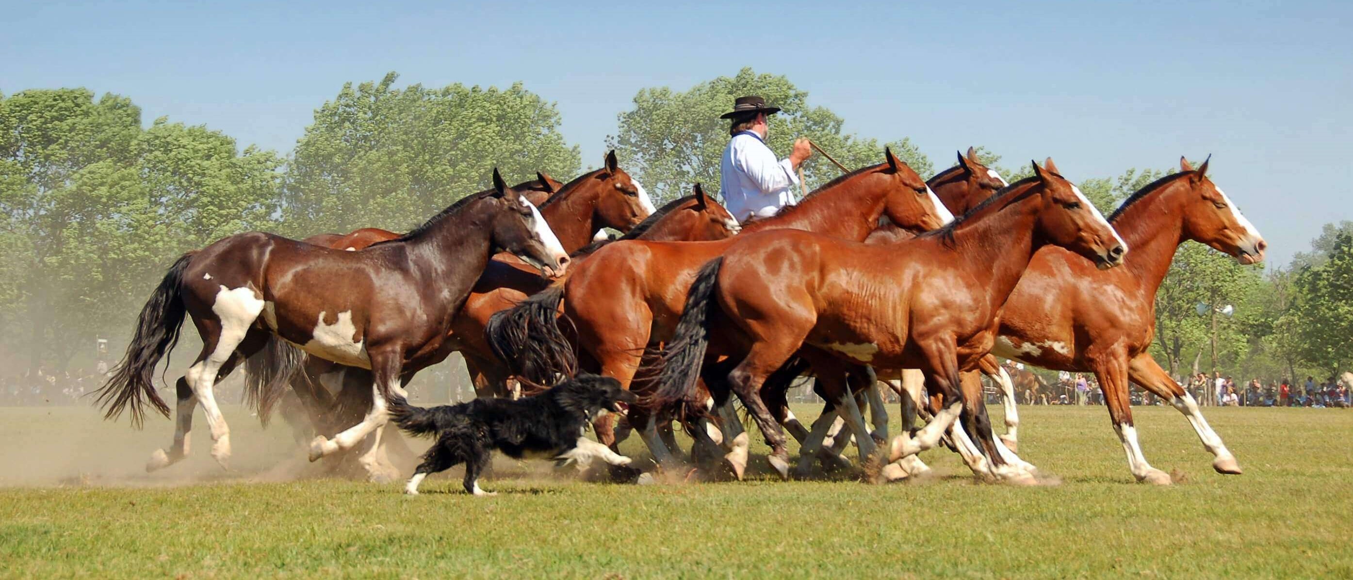 Gaucho working with horses