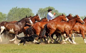 Gaucho working with horses