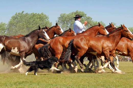 Gaucho working with horses