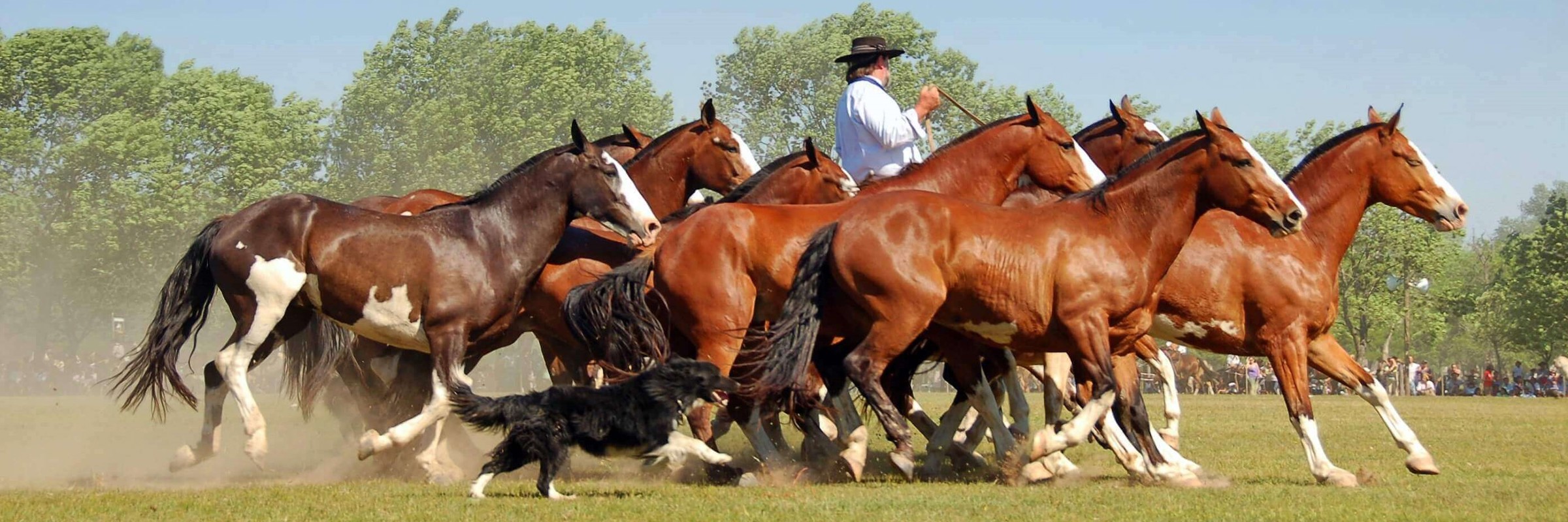 Gaucho working with horses