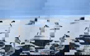 01R 9795