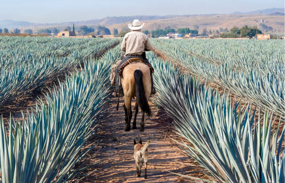 Man on horseback riding through blue agave Sisal fields near Tequila, Mexico.