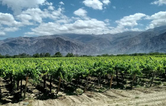 Cafayate Vins Argentines