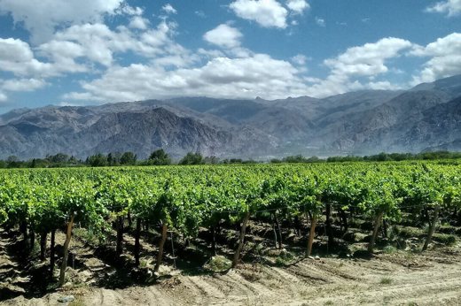 Cafayate Vins Argentines