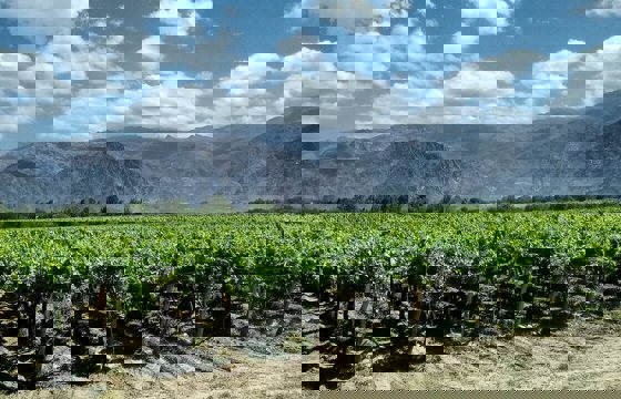 Cafayate Vins Argentines
