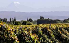 Circuit Vin Argentine