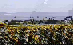 Circuit Vin Argentine