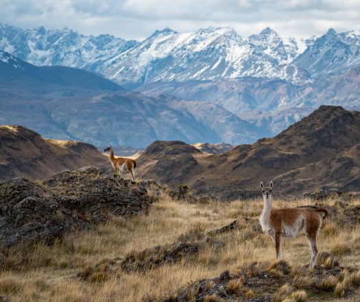 Guanacos roam the rugged Patagonia steppe with a backdrop of dramatic, snow-dusted mountains in southern Chile. 