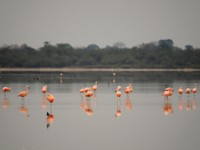 Chaco