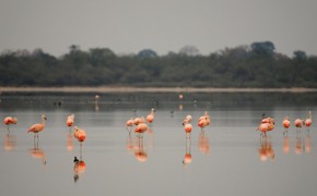 Chaco