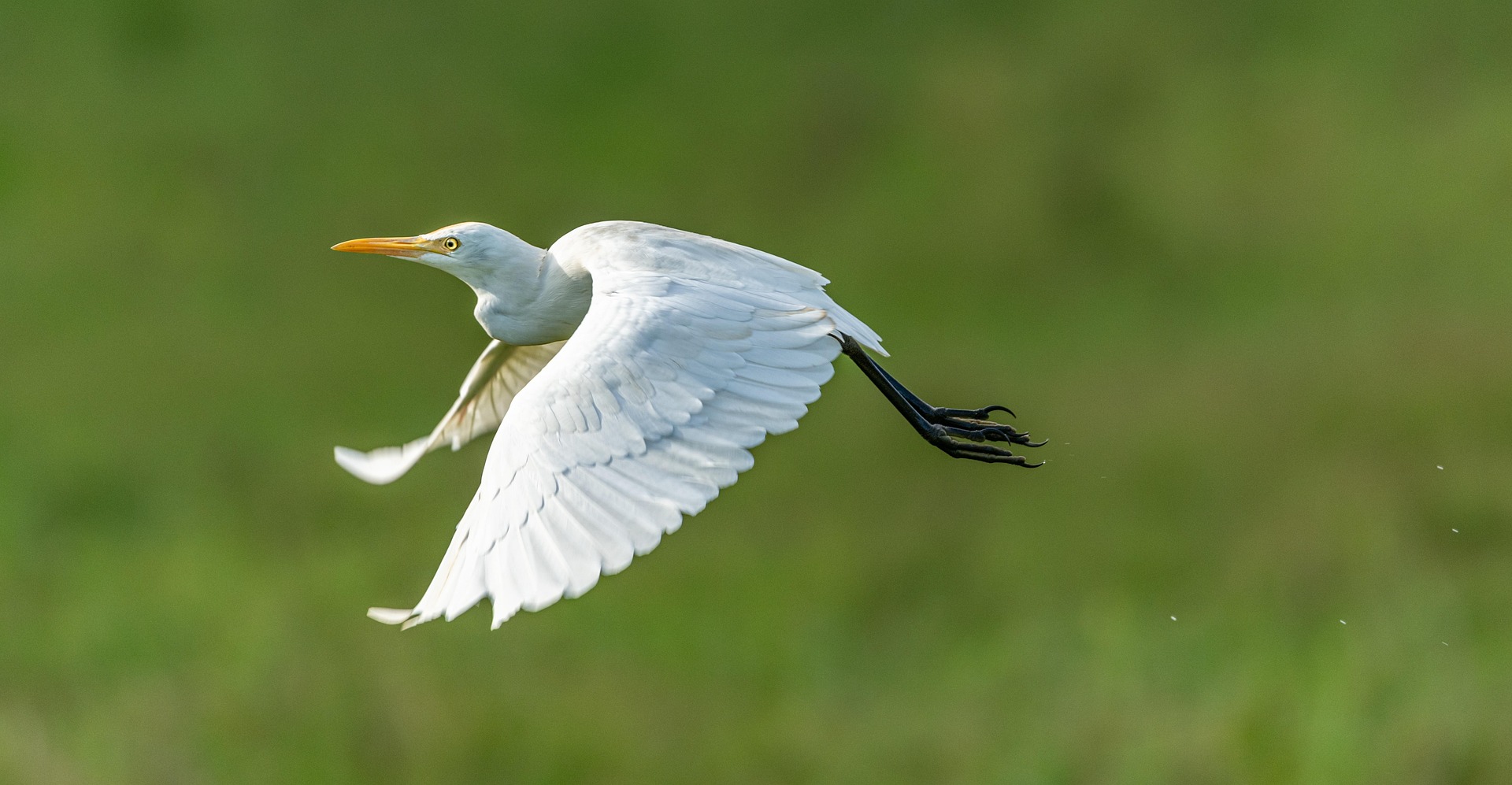 Petrganaj Heron 5056132 1920
