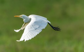 Petrganaj Heron 5056132 1920