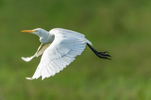 Petrganaj Heron 5056132 1920