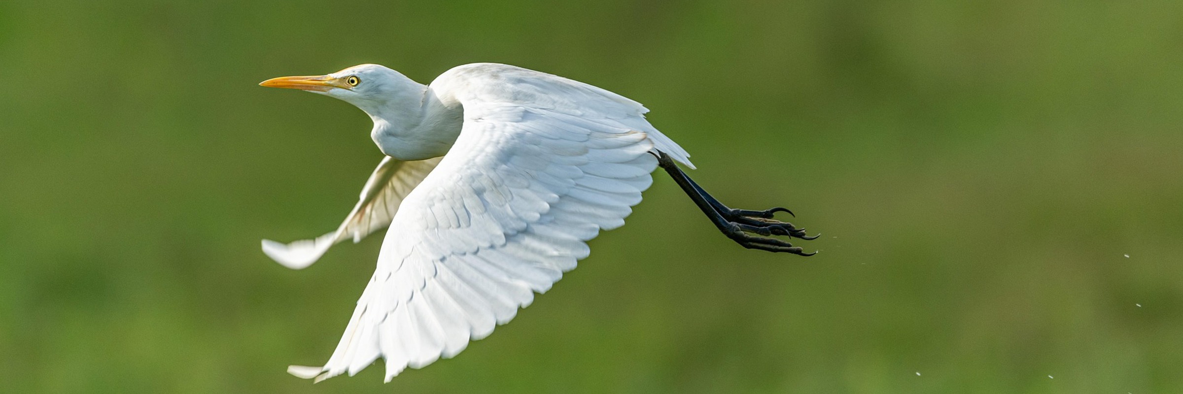 Petrganaj Heron 5056132 1920