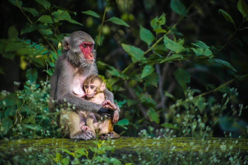 Singe Guatemala