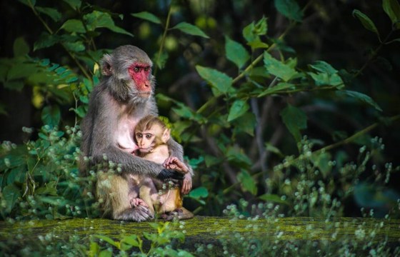 Singe Guatemala
